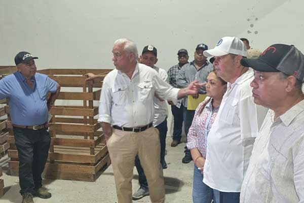Autoridades y productores analizan futuro de la cebolla en Coclé