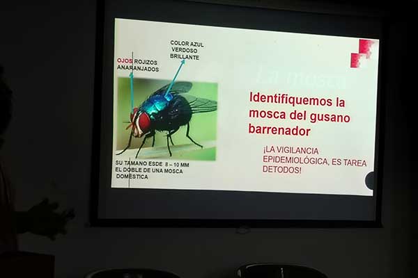 Autoridades de salud mantienen bajo vigilancia casos del gusano barrenador en humanos