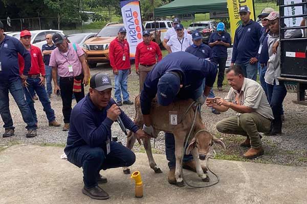 Orientan a productores chiricanos sobre control de gusano barrenador del ganado