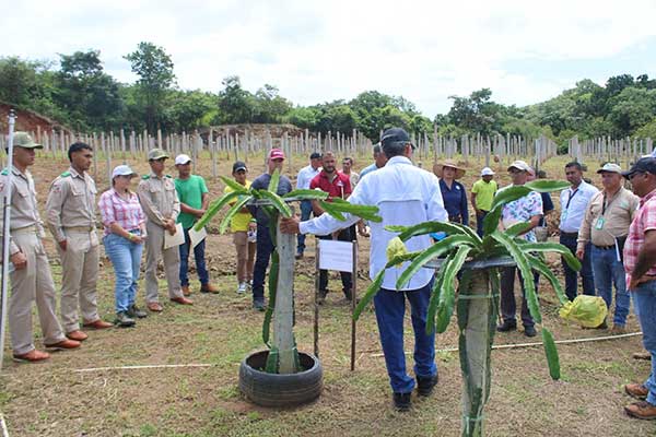 Cultivo de la Pitahaya fortalece la provincia de Veraguas